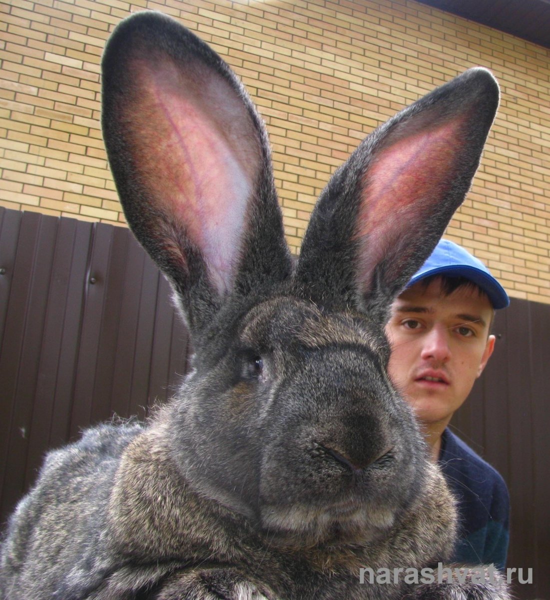 Бельгийский великан Фландр