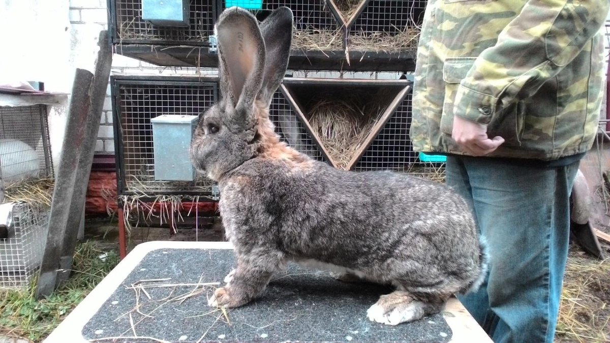 Кролик Фландр Ризен