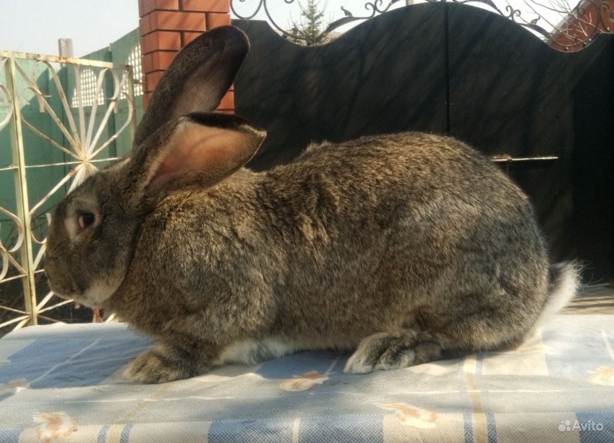Фландер шиншилла кролик
