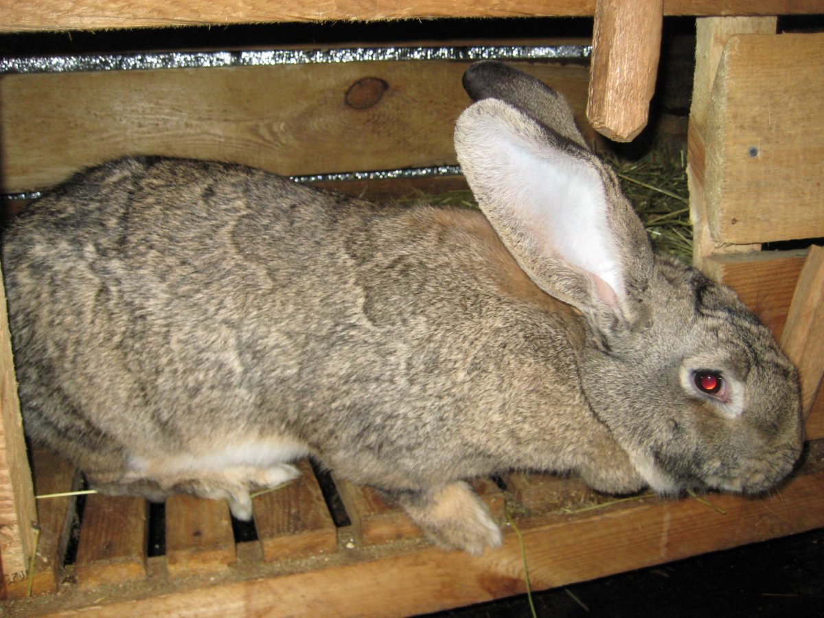 Кролик австрийский Фландр