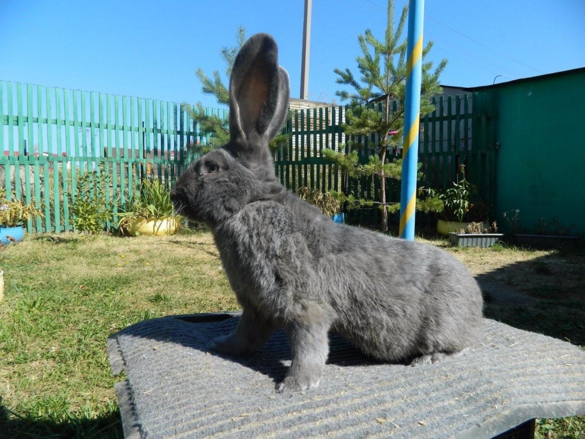 Кролик Фландр бельгийский великан черный