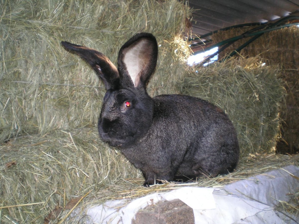 Голубой Ризен кролик