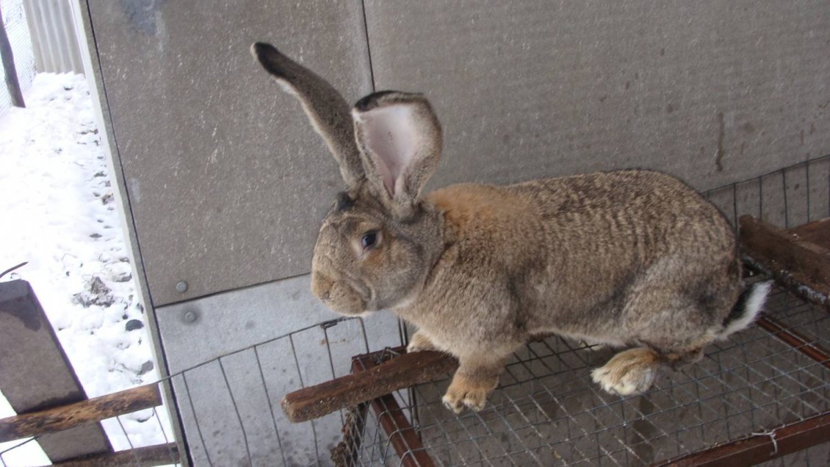 Кролик Фландр Ризен