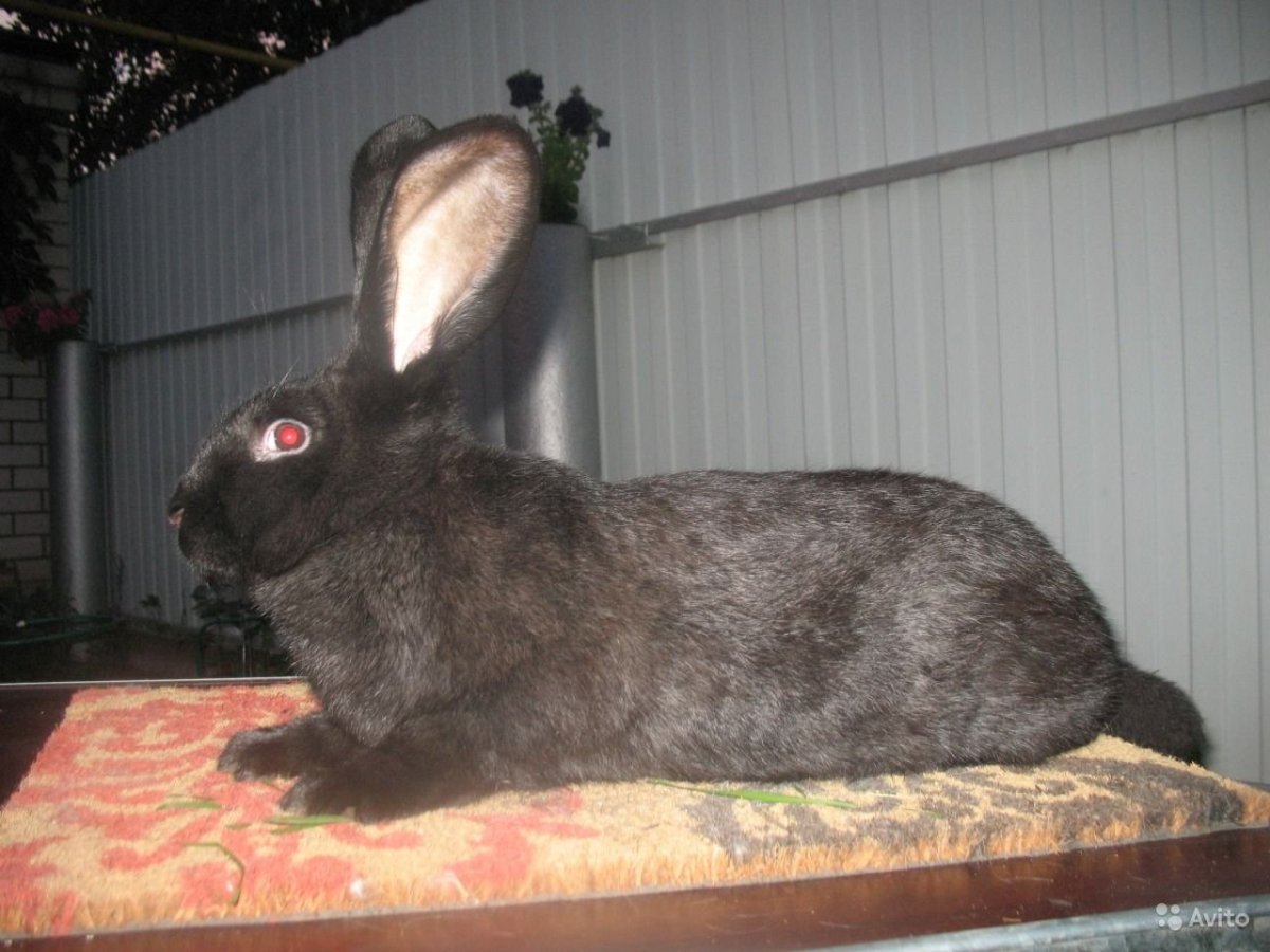Кролик Строкач черный