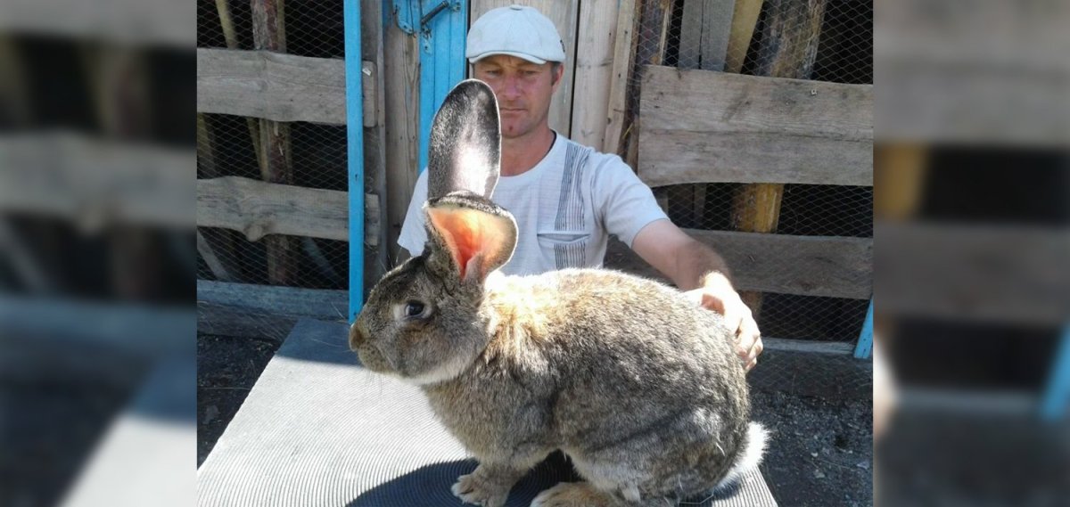 Бельгийский великан Фландр