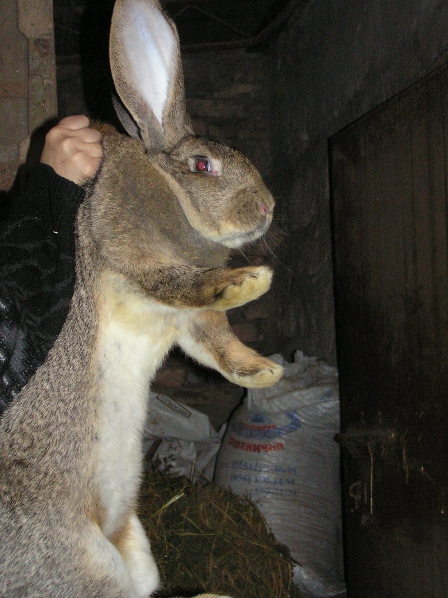Кролики породы Фландр