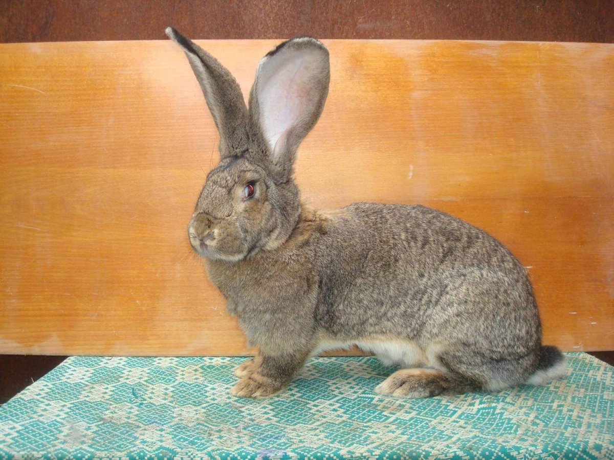 Ризен Фландр