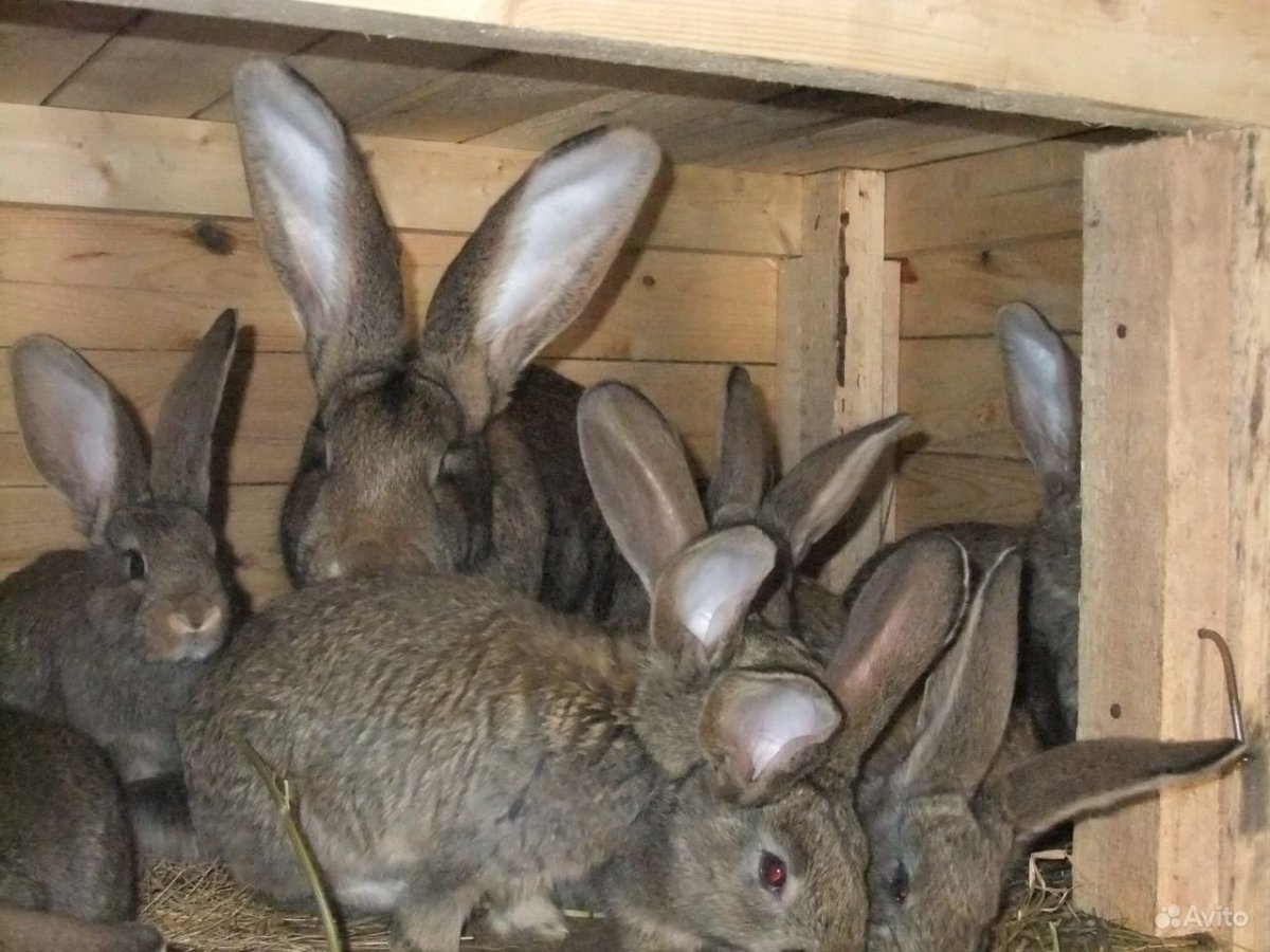 Фландр Ризен серый великан