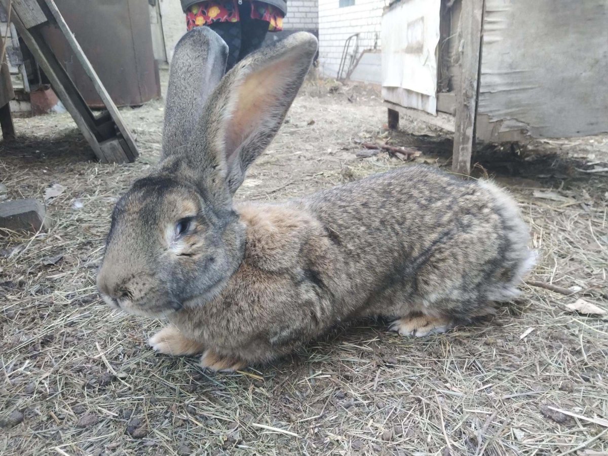 Бельгийский Фландр кролик