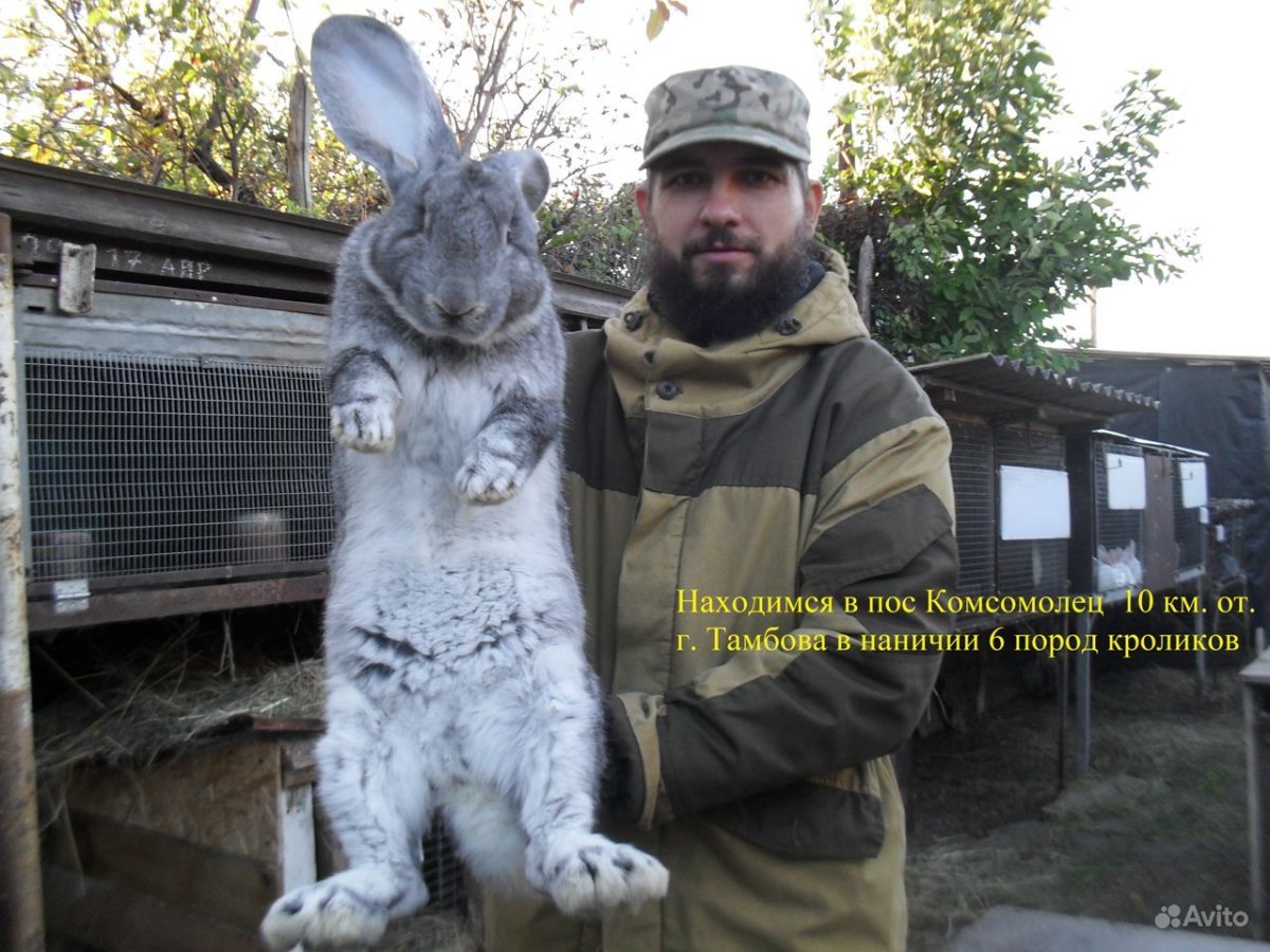 Тамбовские кролики