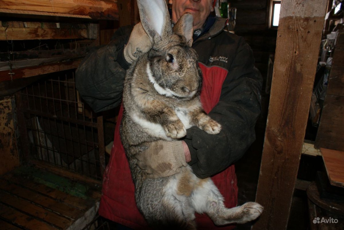 Кролик Фландр окрас