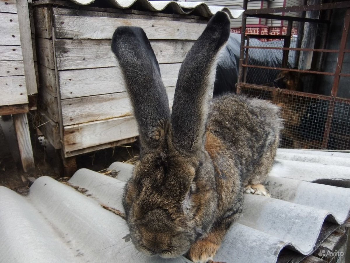 Т рикол порода кролика