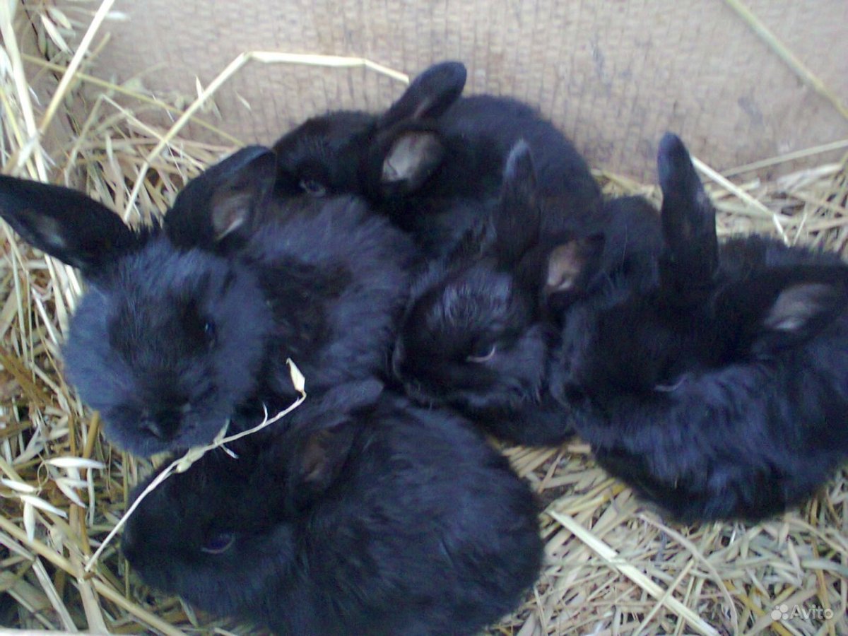 Чёрный великан порода кроликов