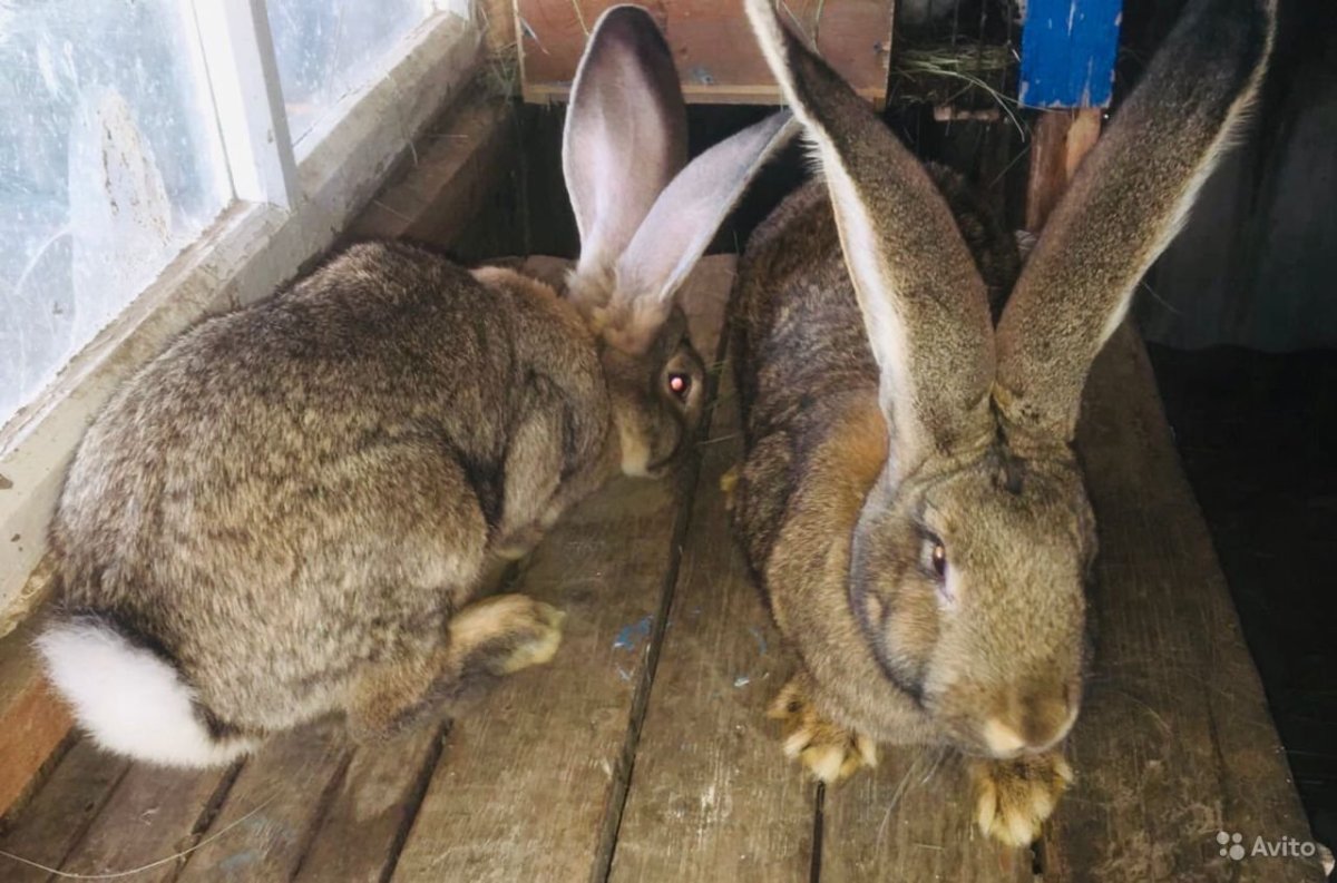 Крупные кролики мясных пород