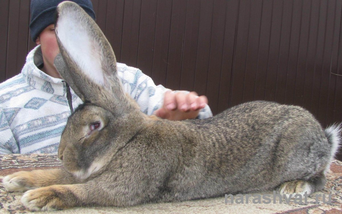 Бенгальский Фландр кролик