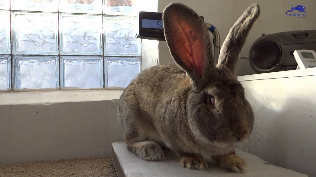 Кролик Фландр великан вес