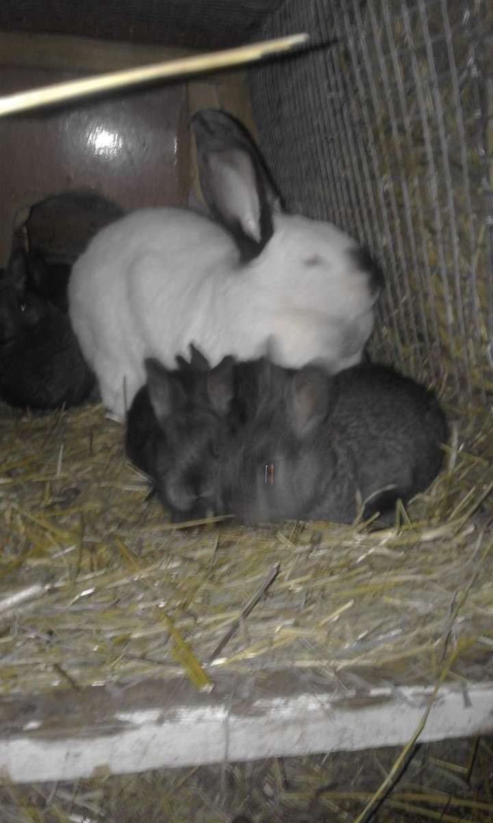 Фландр крольчата 2 месяца