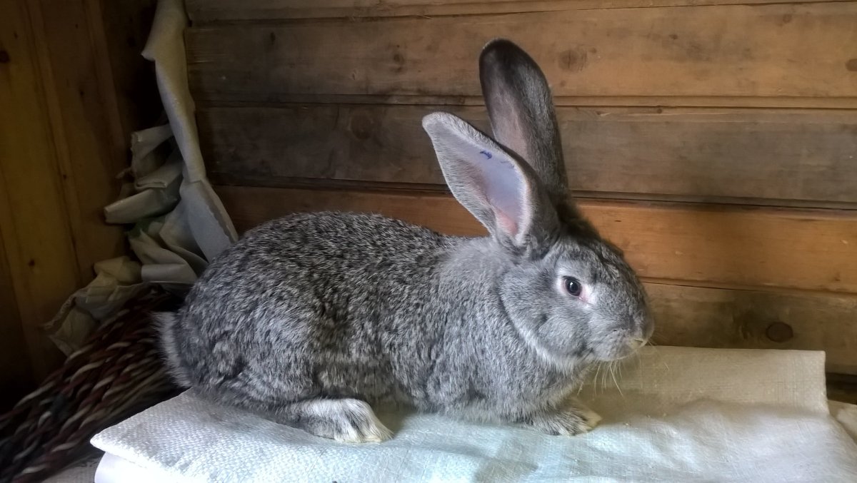 Голубой Фландр кролик