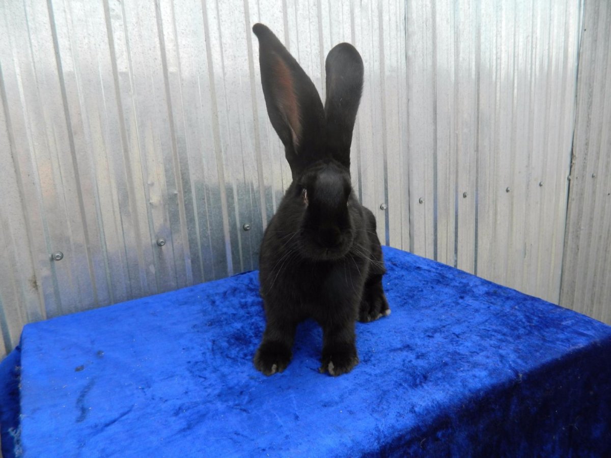 Чёрный великан порода кроликов