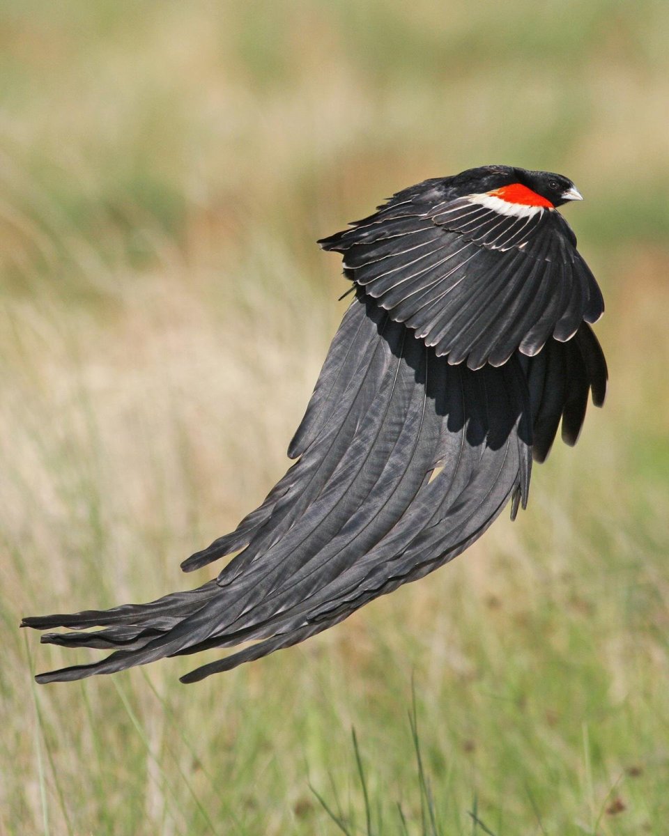 Длиннохвостый Ткач птица