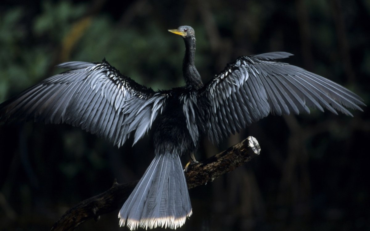 Крыло птицы чёрное