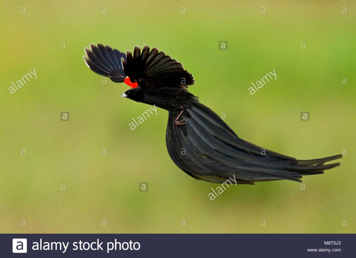 Линнохвостый бархатного Ткач