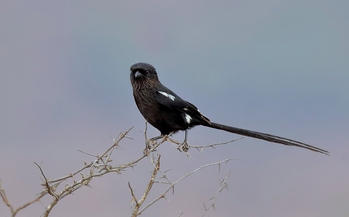 Сорочий сорокопут птица