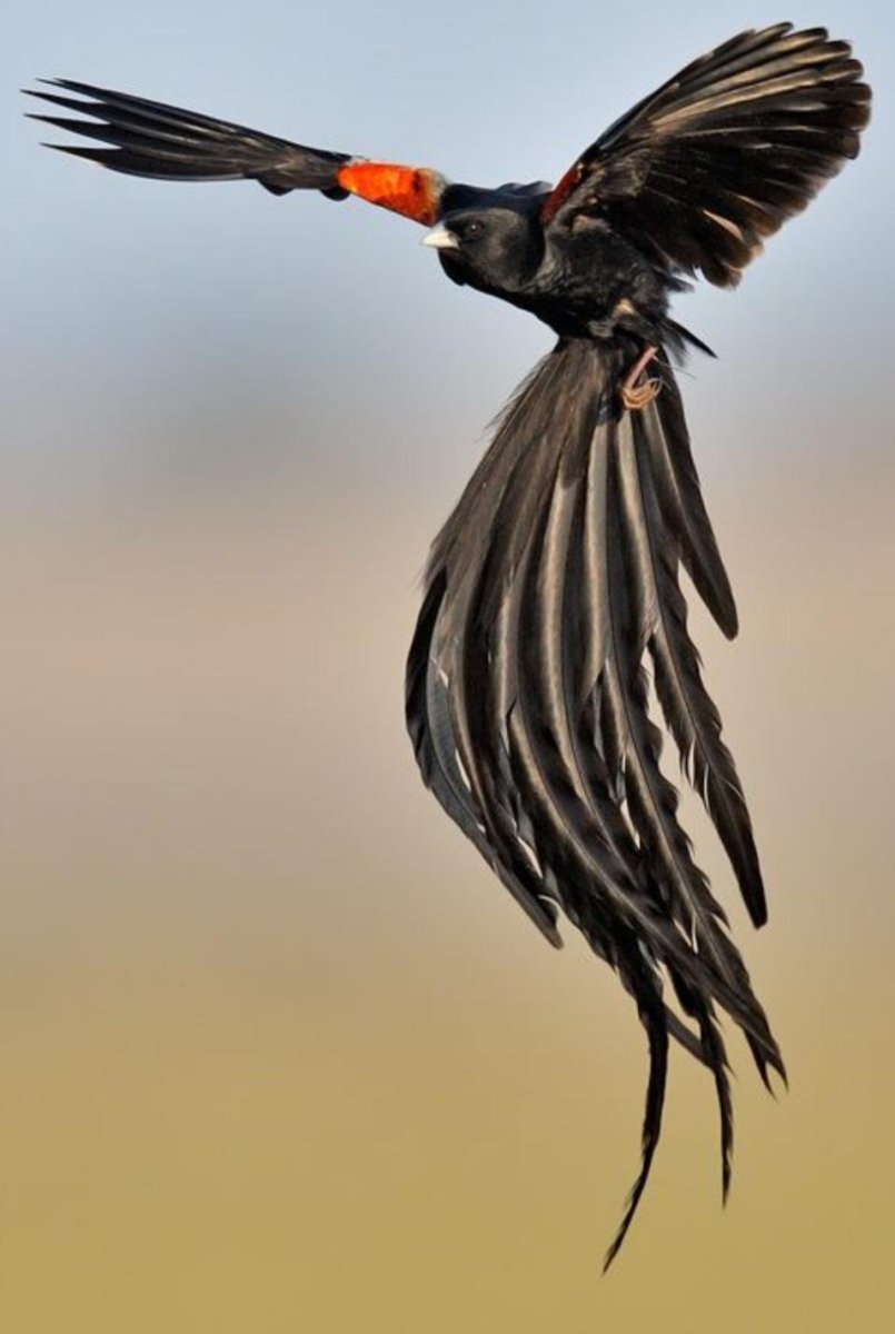 Лирохвостый бархатный Ткач