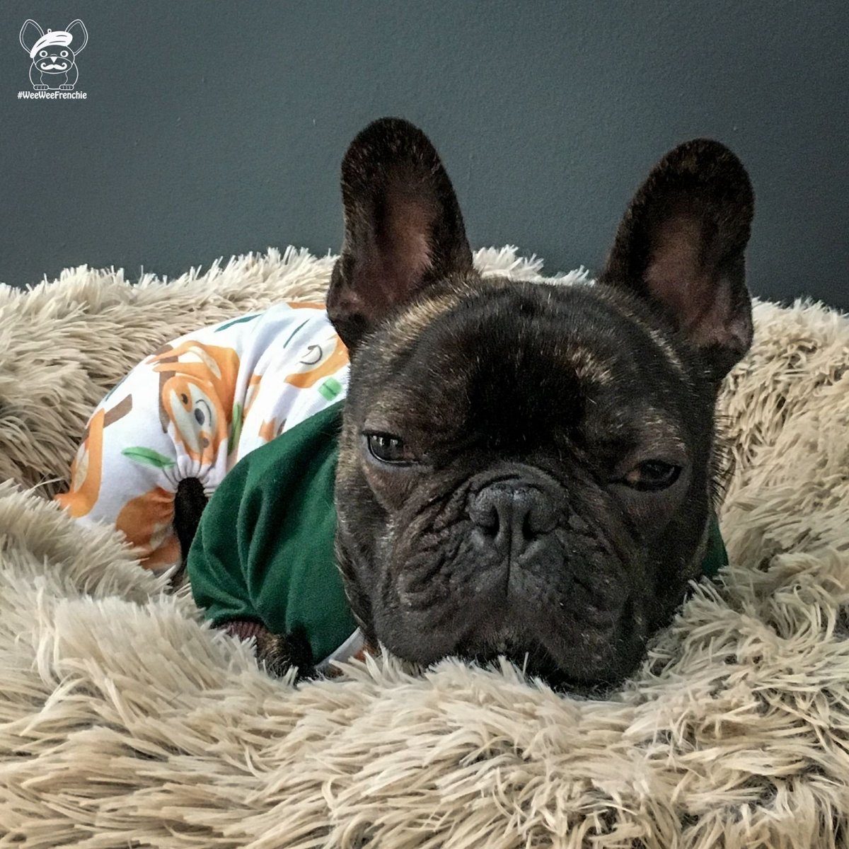 Французский бульдог врач