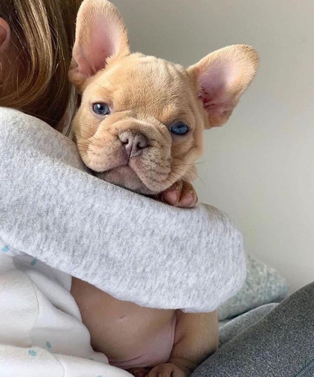 Пушистый французский бульдог