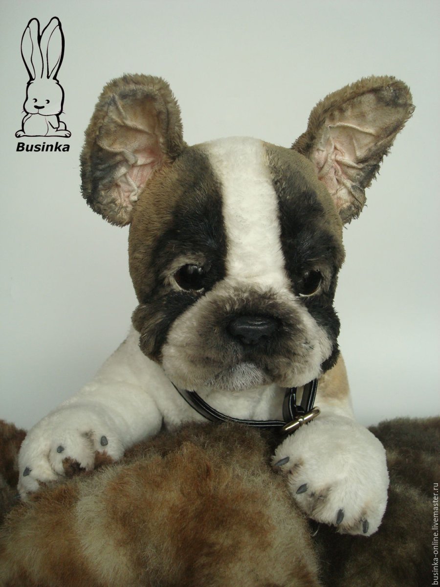 Флаффи французский бульдог