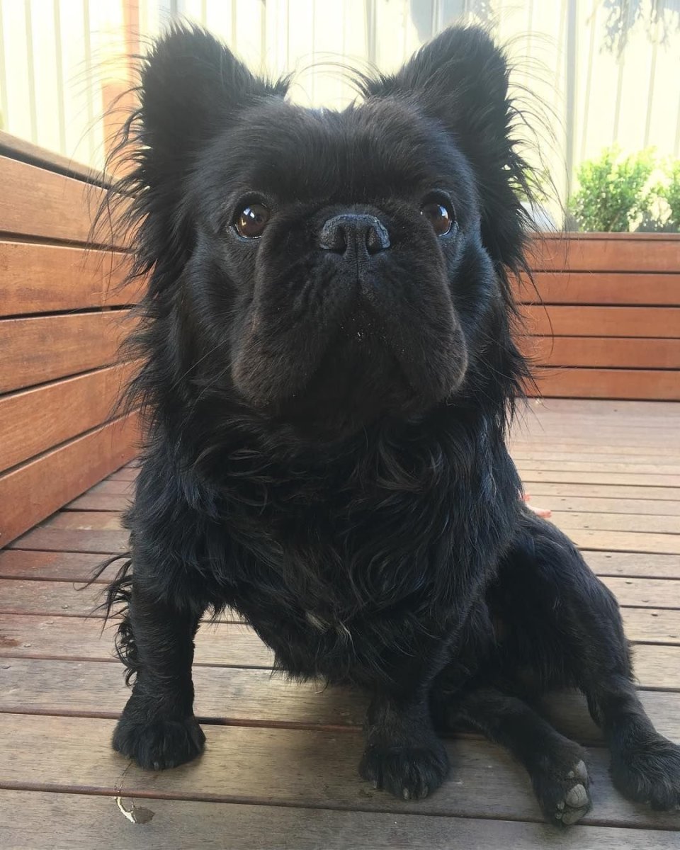 Флаффи французский бульдог