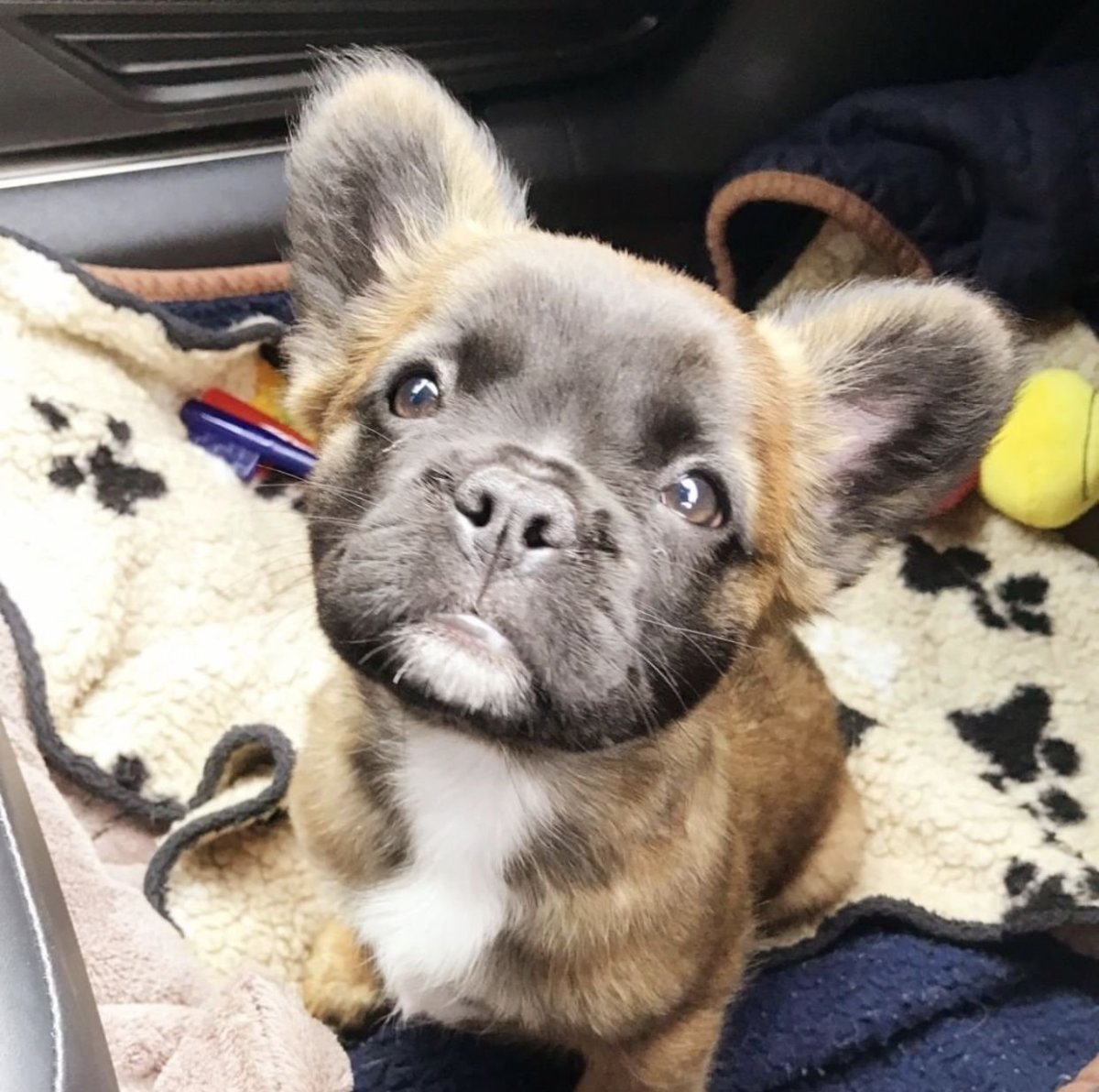 Флаффи французский бульдог