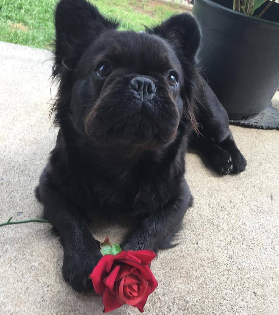 Флаффи французский бульдог