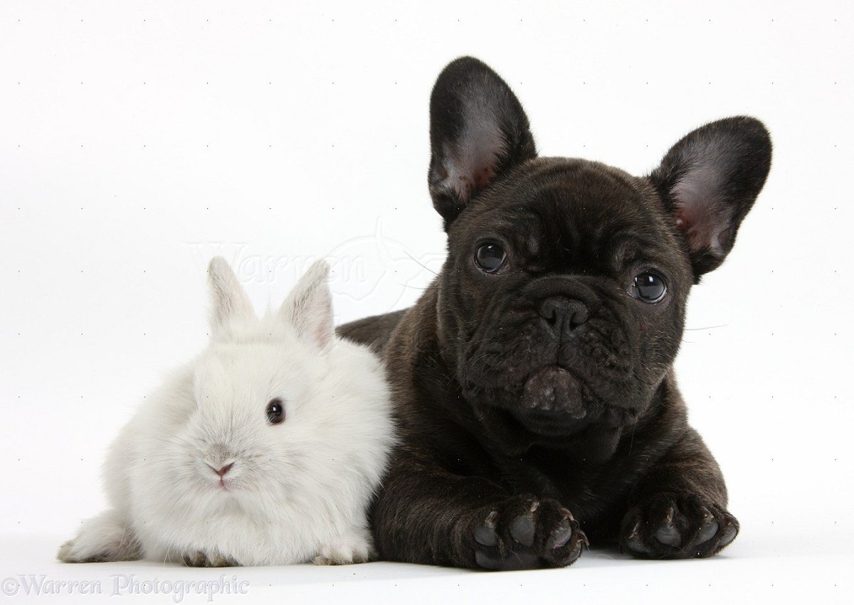 Колики у французского бульдога