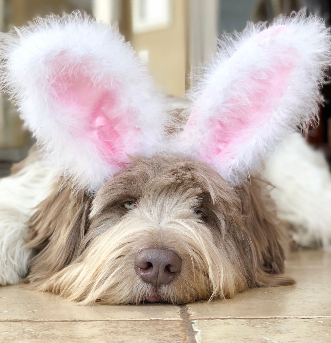 Флаффи бульдог