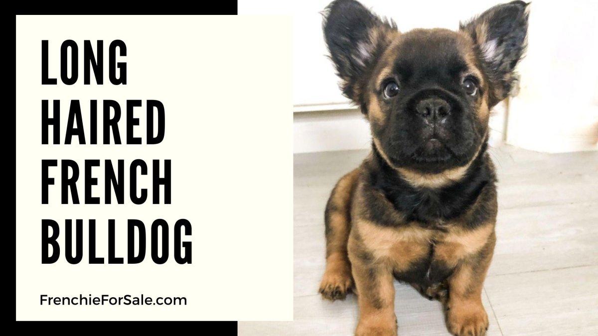 Щенок французского бульдога 1 месяц