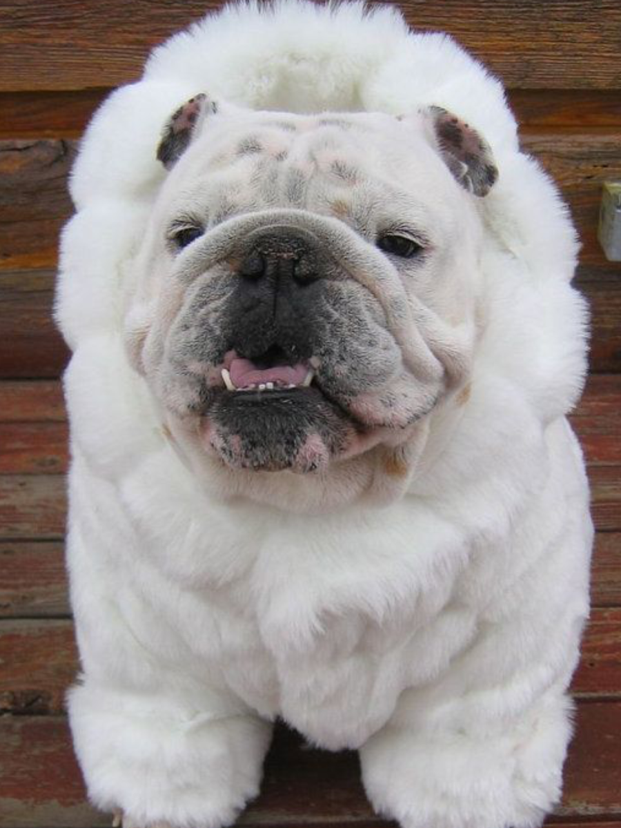 Флаффи французский бульдог