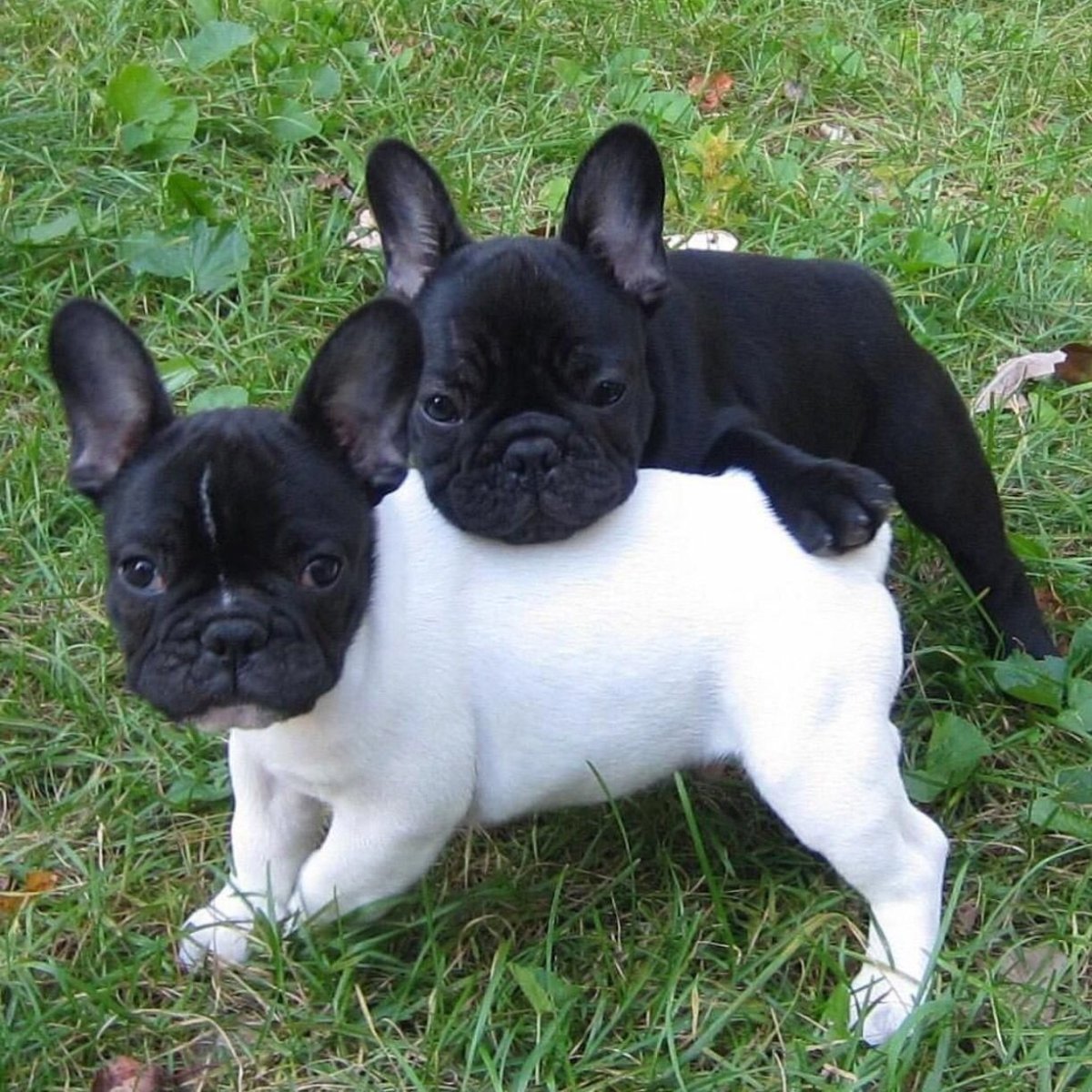 Французский бульдог Солид