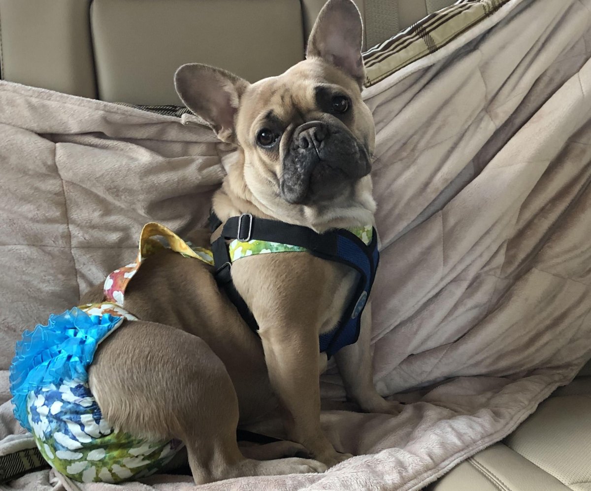 Fluffy французский бульдог