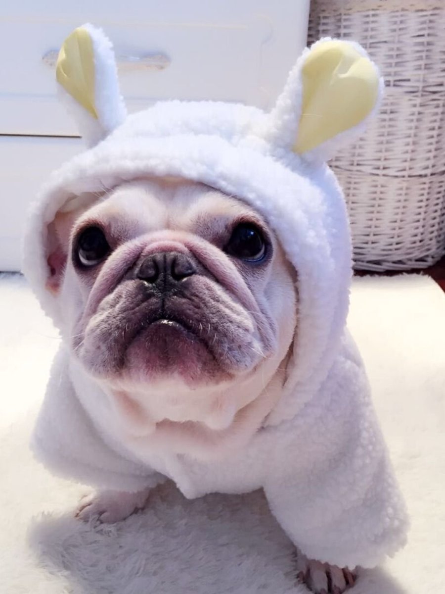 Длинношерстный бульдог флаффи