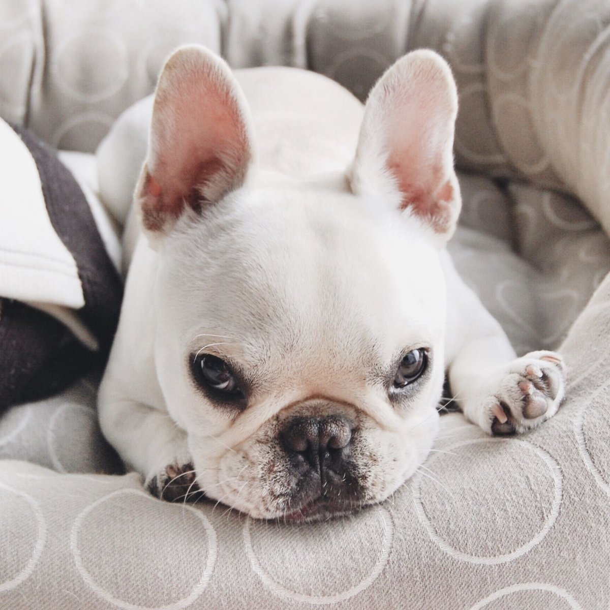 Щенки французского бульдога флаффи