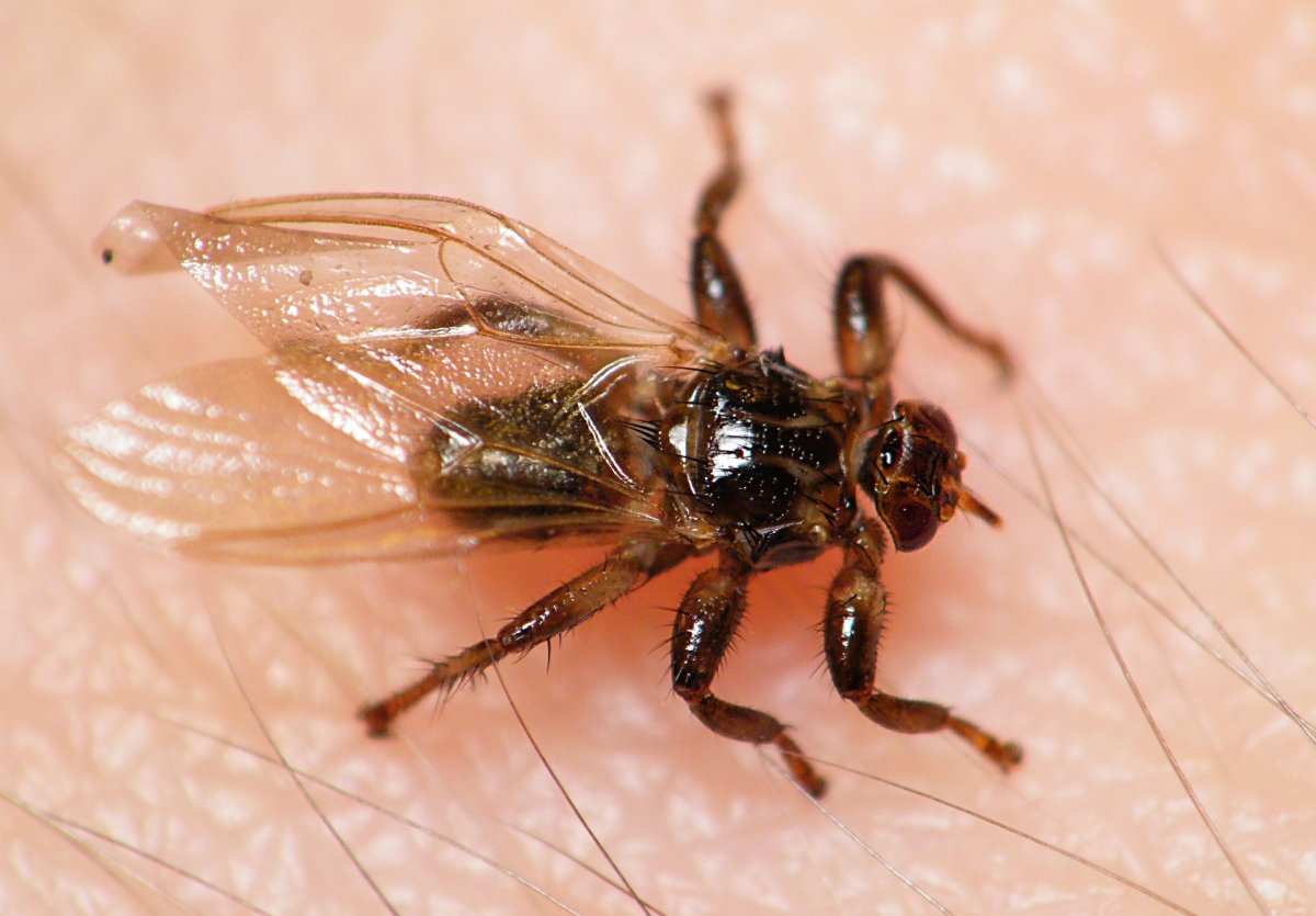 Муха Оленья кровососка