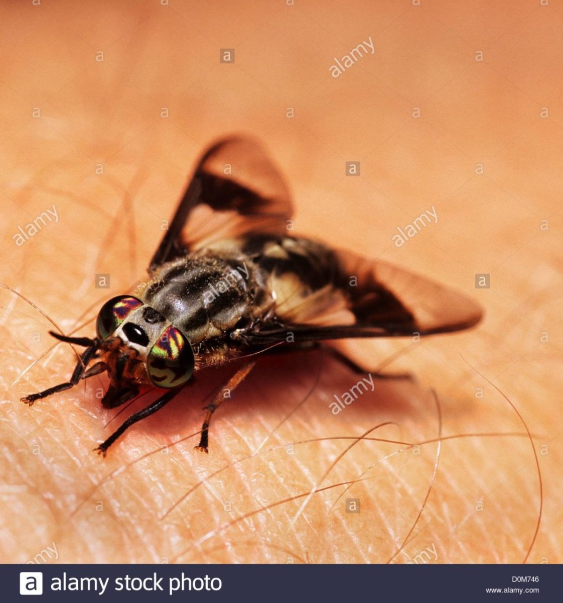 Кровососущие насекомые Подмосковья летающие