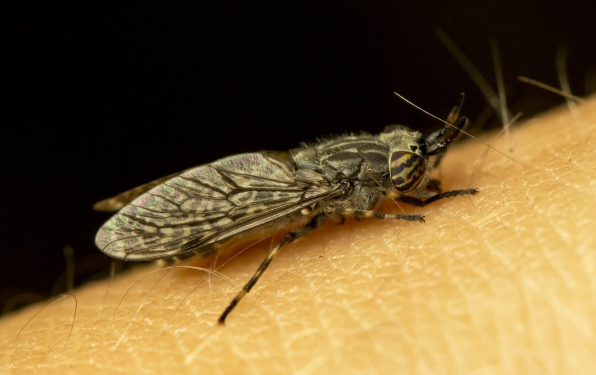 Слепень златоглазка