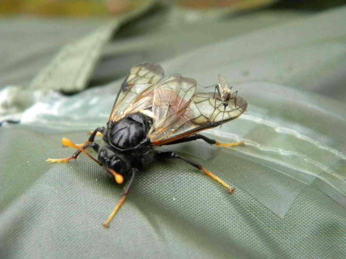 Кровососущие насекомые мошки