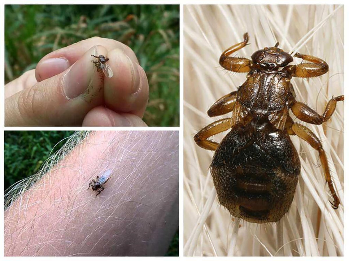 Оленья мошка кровососка