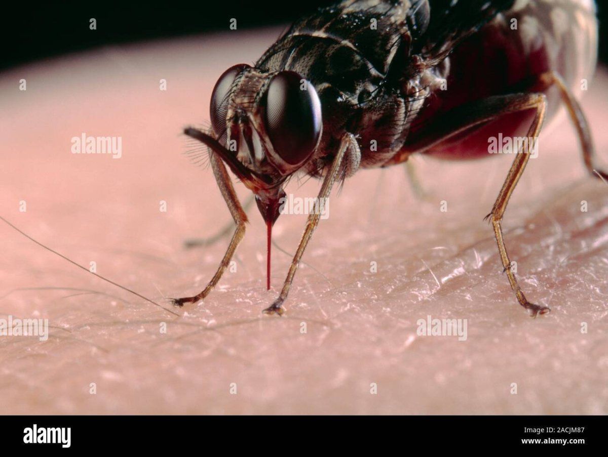 Гнус слепни комары мошки