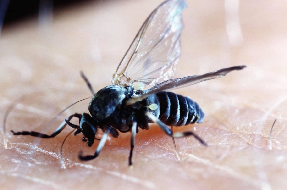 Мокрецы кровососущие