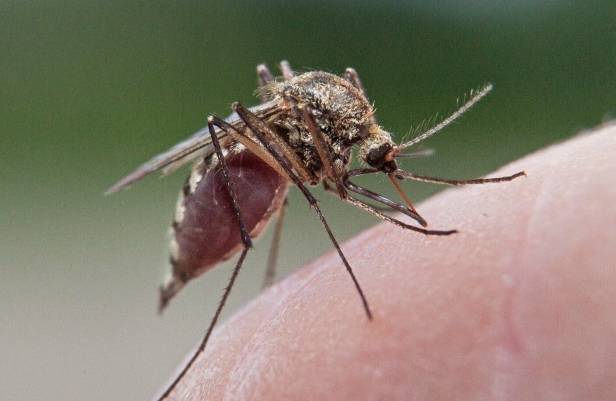 Насекомые мошкара Рой